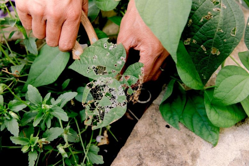 Pest Monitoring
