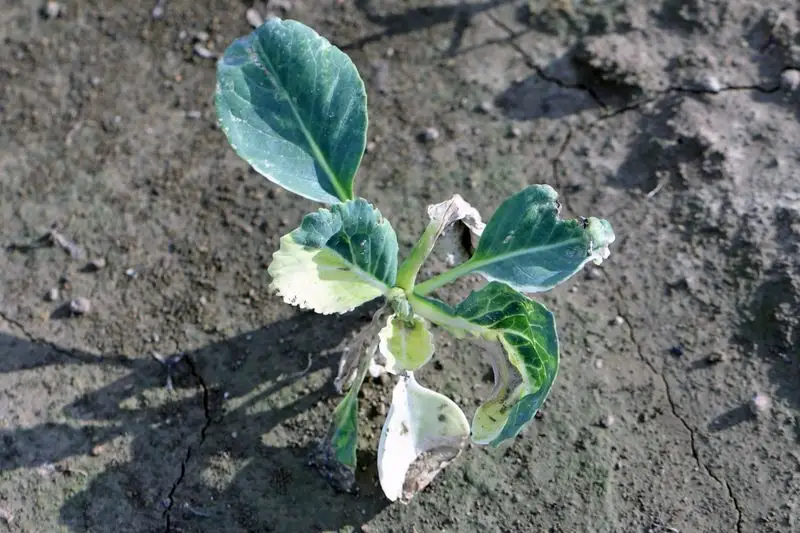 Pesticide Residues in Soil