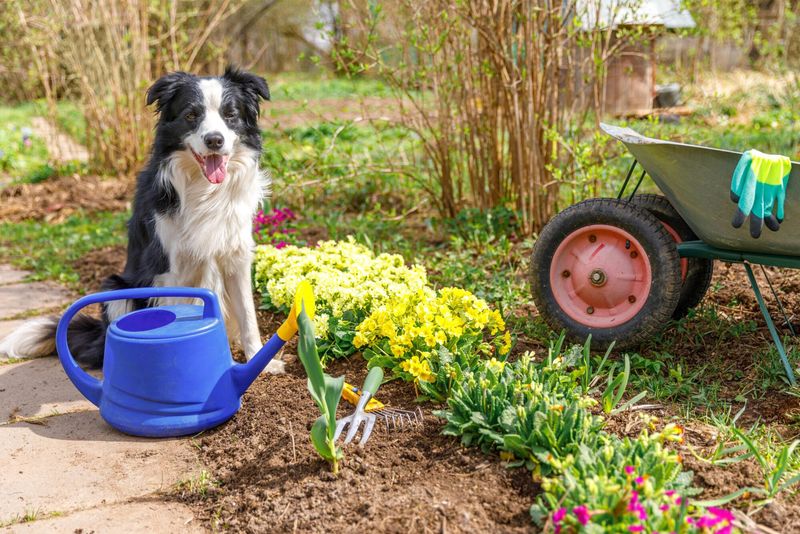 Pet-Friendly Gardens