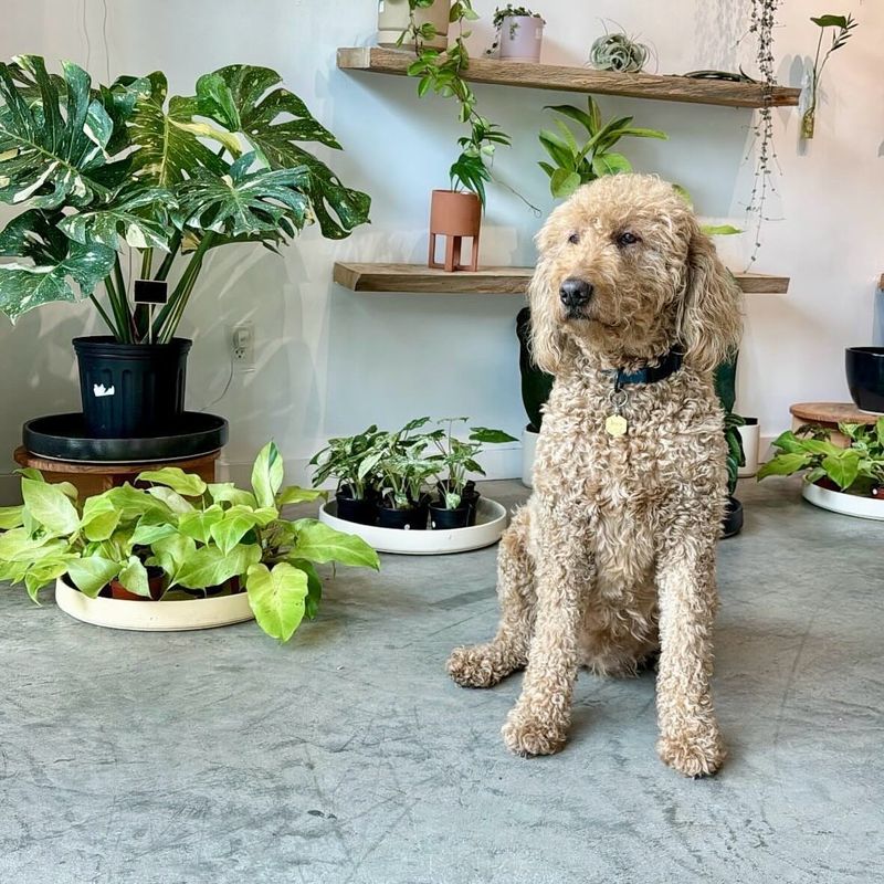 Pet-Friendly Plants