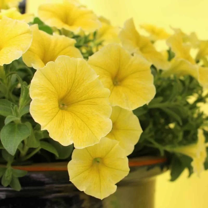 Petunia