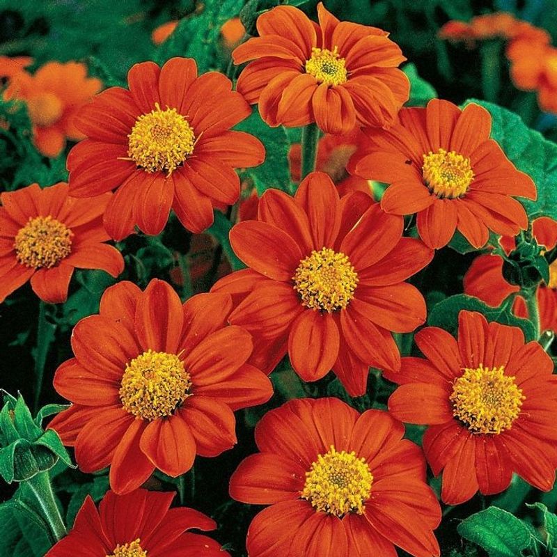Mexican Sunflower (Tithonia rotundifolia)