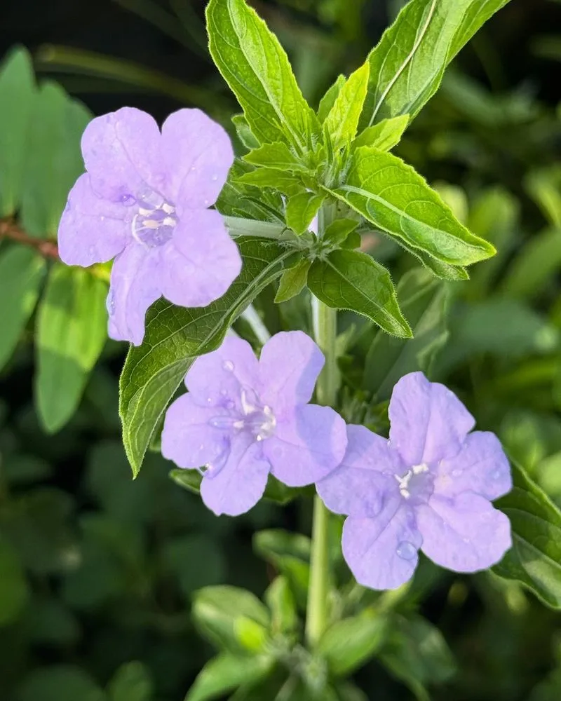 Petunia