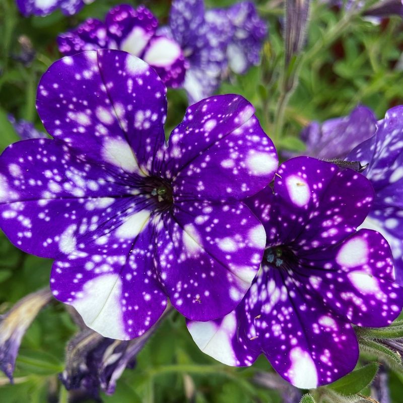 Petunia