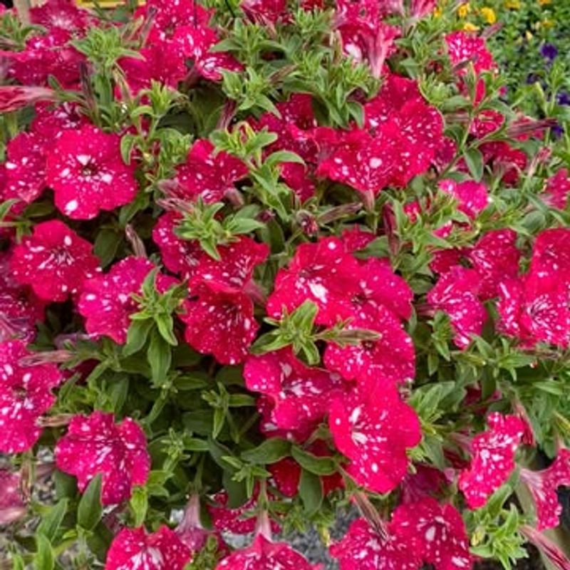 Petunia