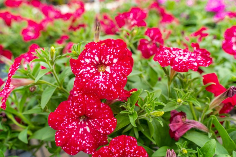 Petunia