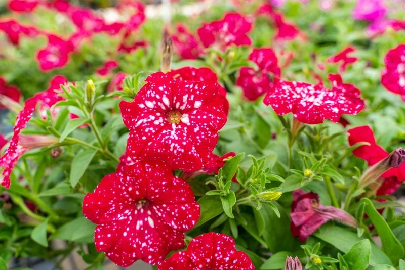 Petunia