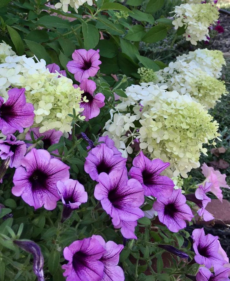 Petunia