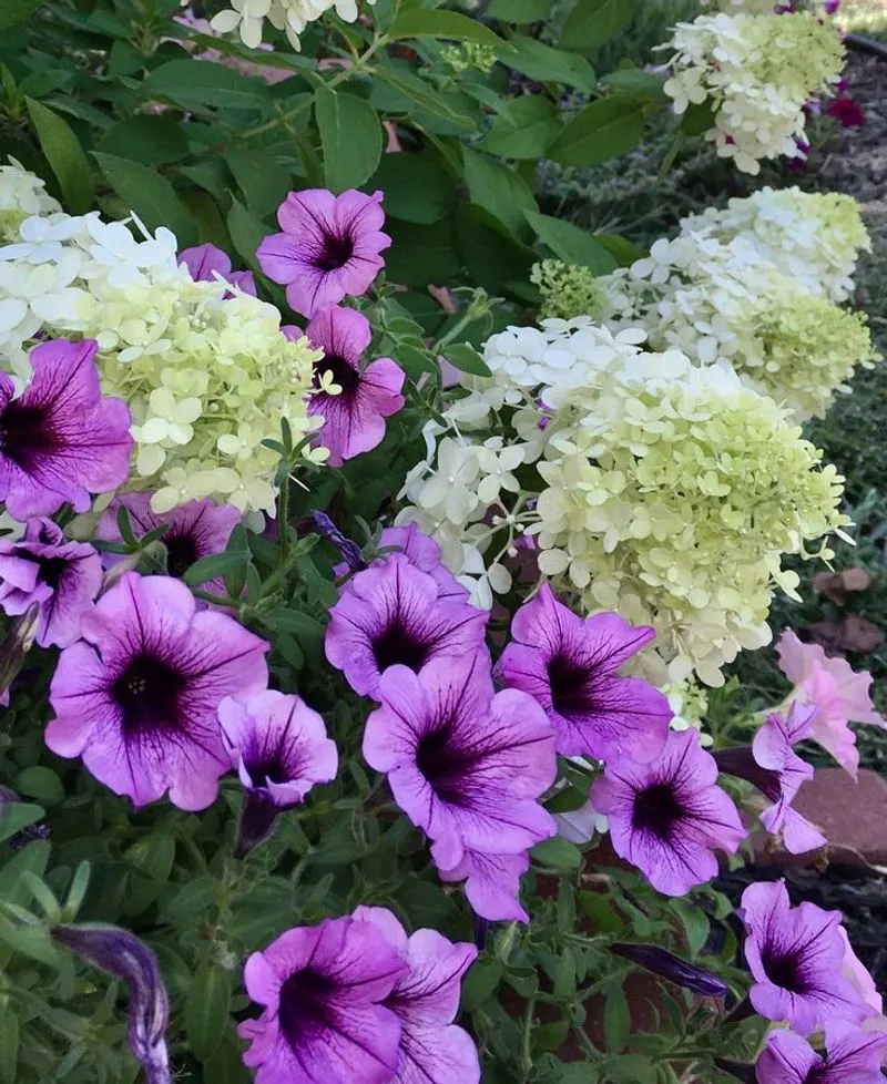 Petunia