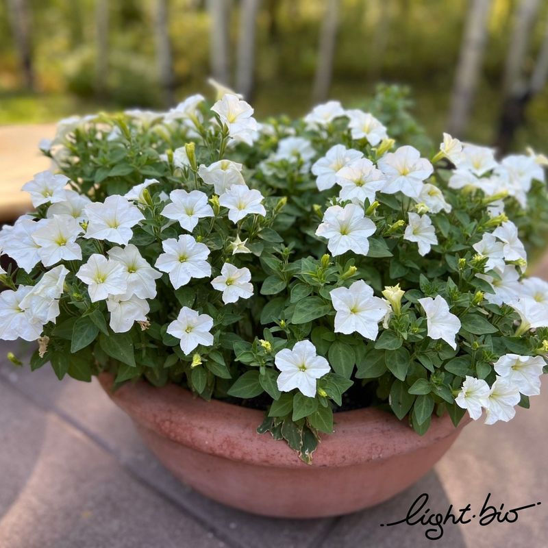 Petunia