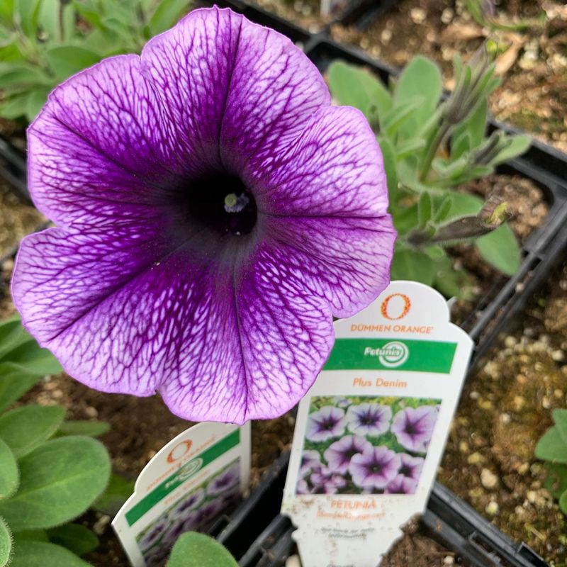 Petunia