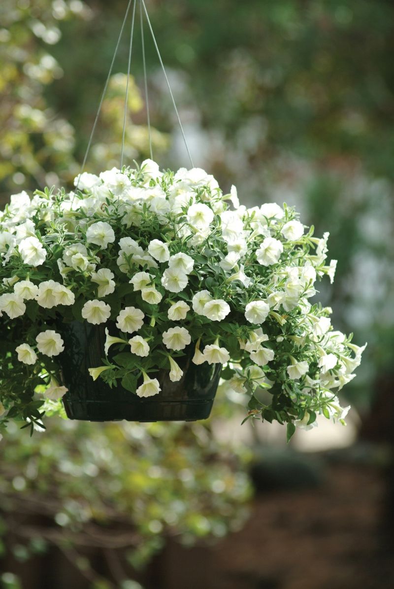 Petunia