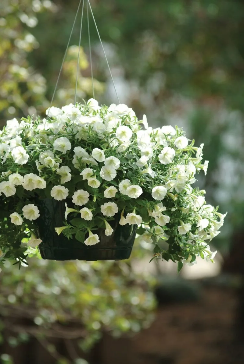 Petunia