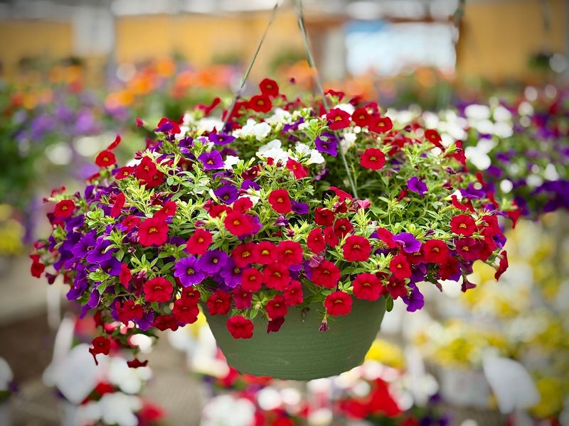 Calibrachoa (Million Bells)