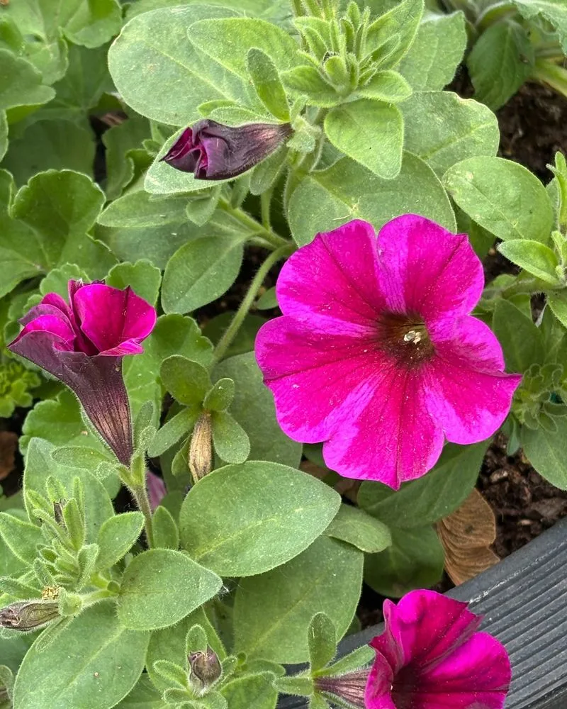 Petunia