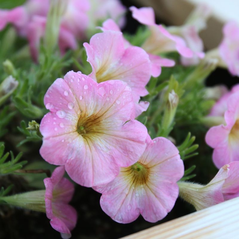 Petunias (Repel)