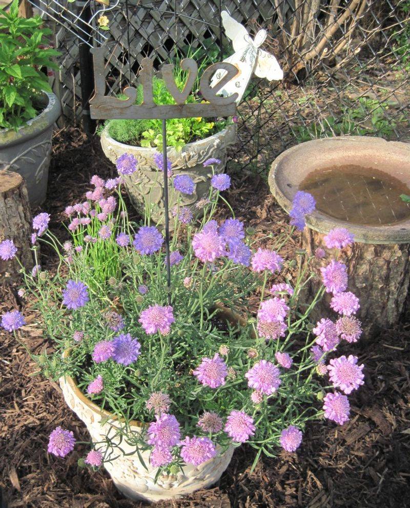 Scabiosa 'Butterfly Blue'
