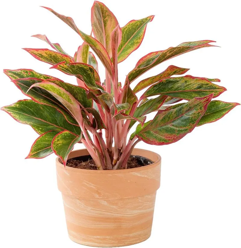 Chinese Evergreen