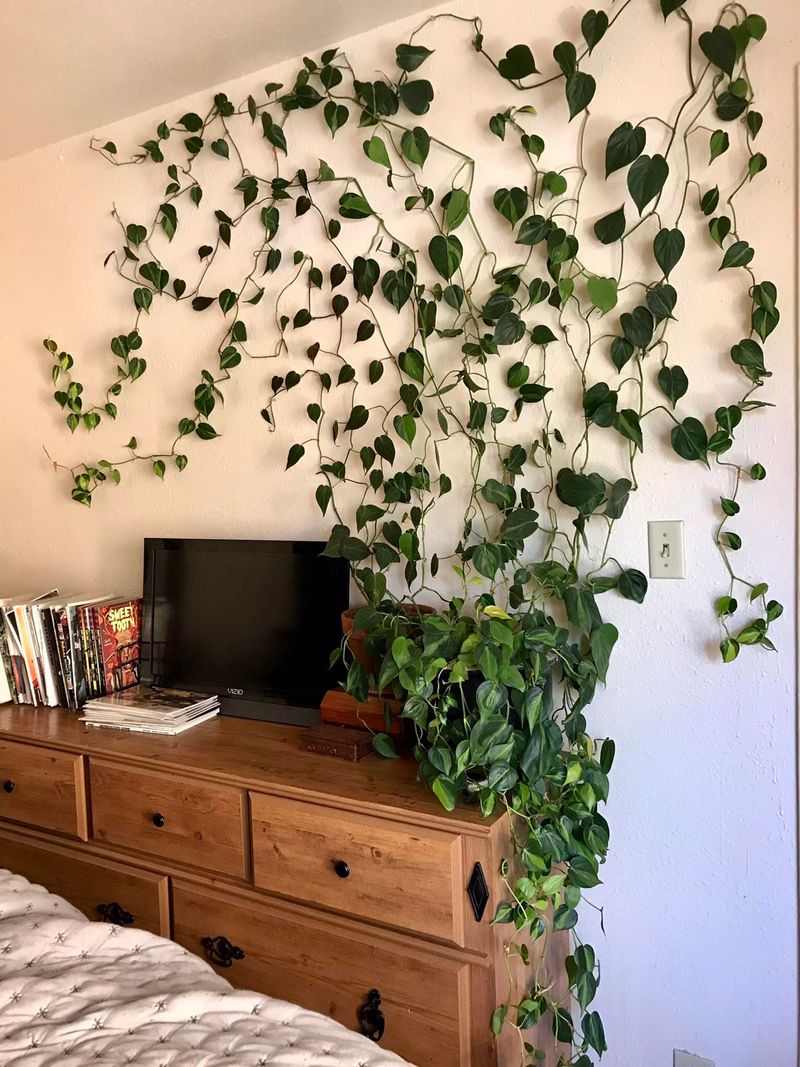 Philodendron