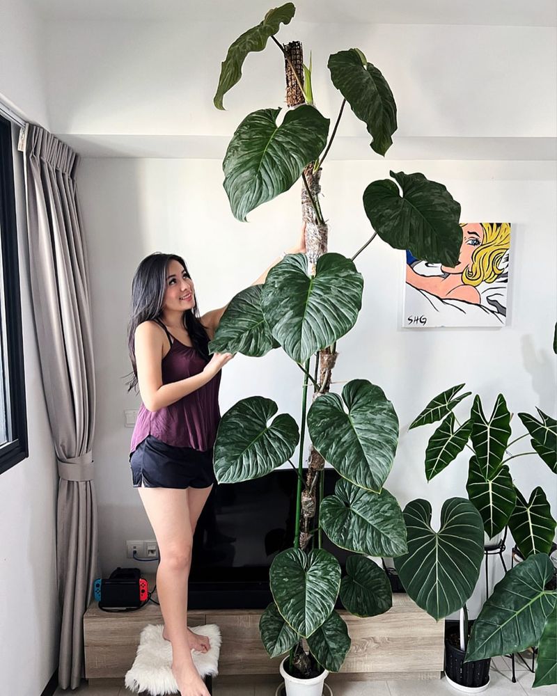 Philodendron