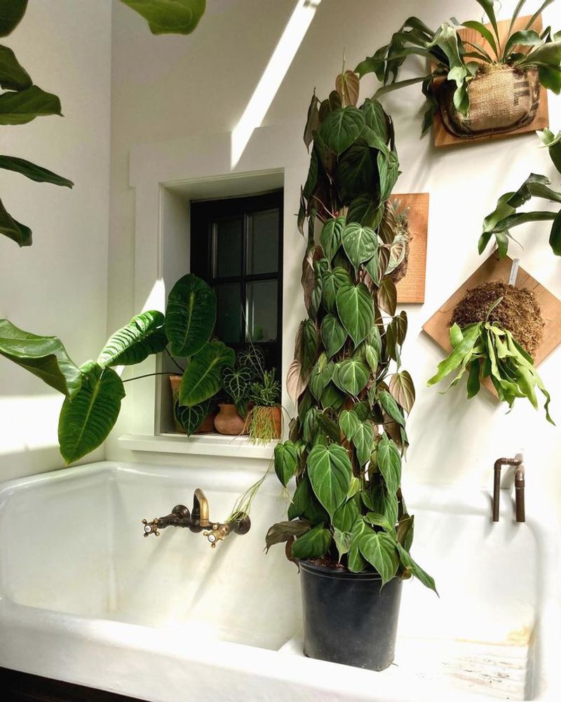 Philodendron