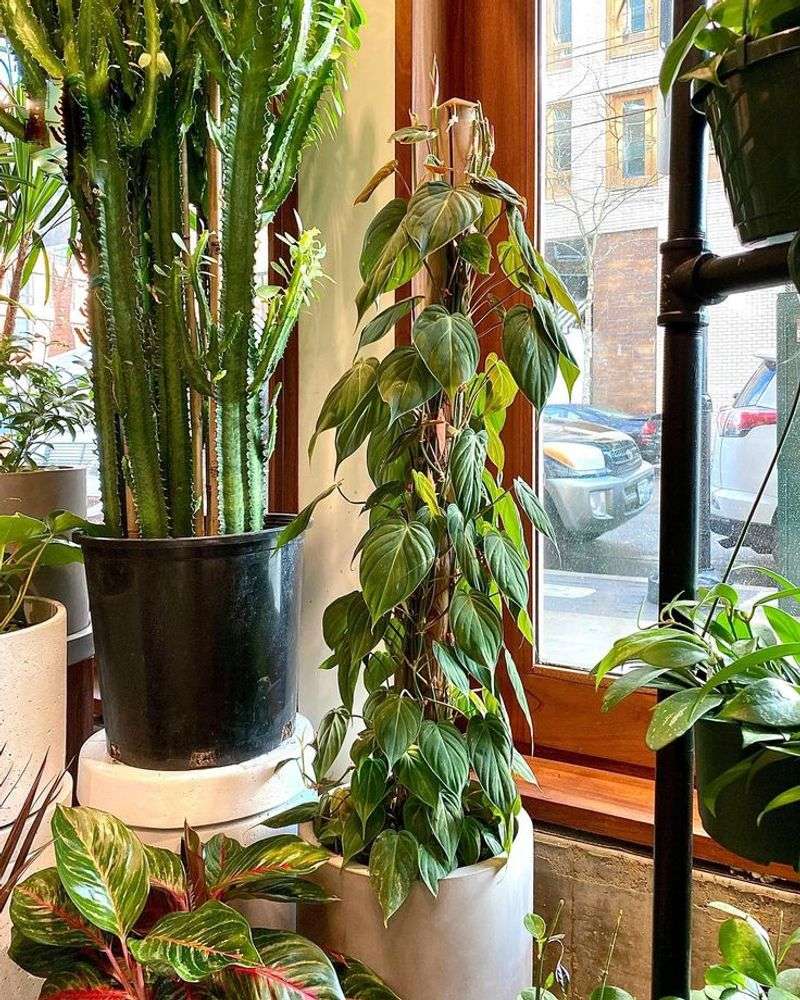 Philodendron