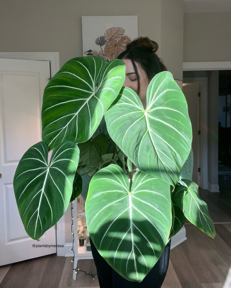 Philodendron