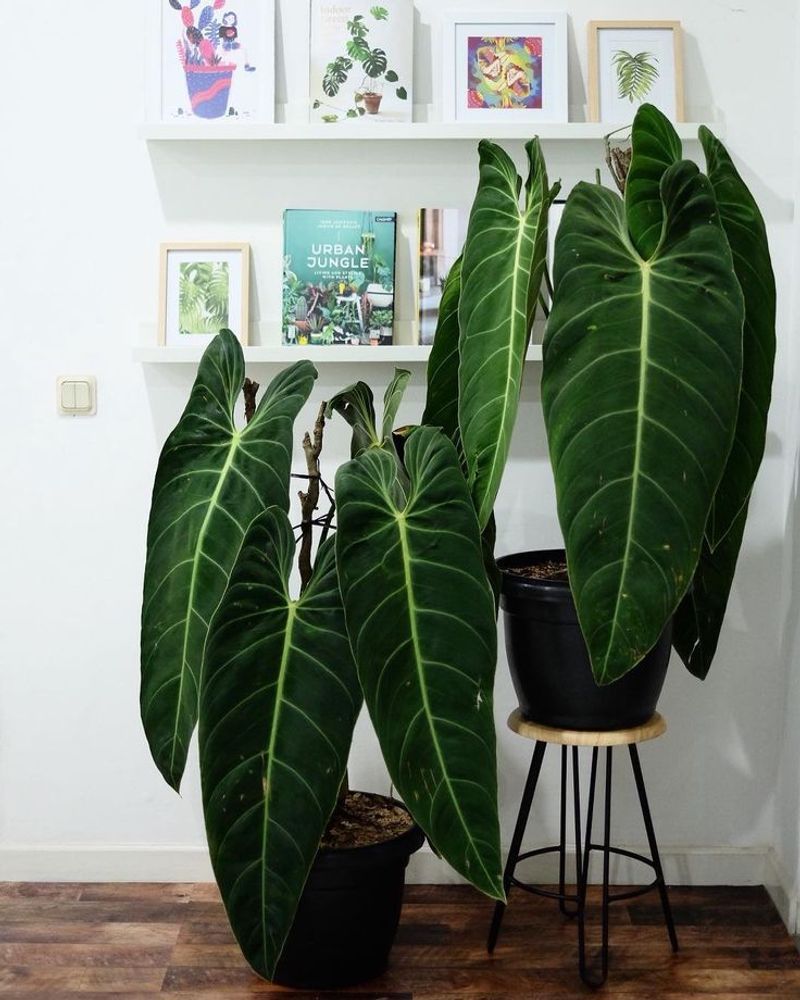 Philodendron