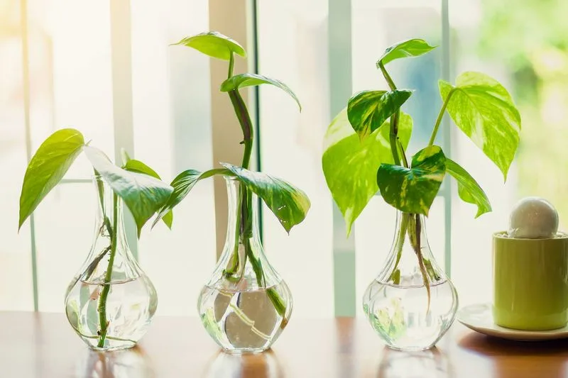 Philodendron