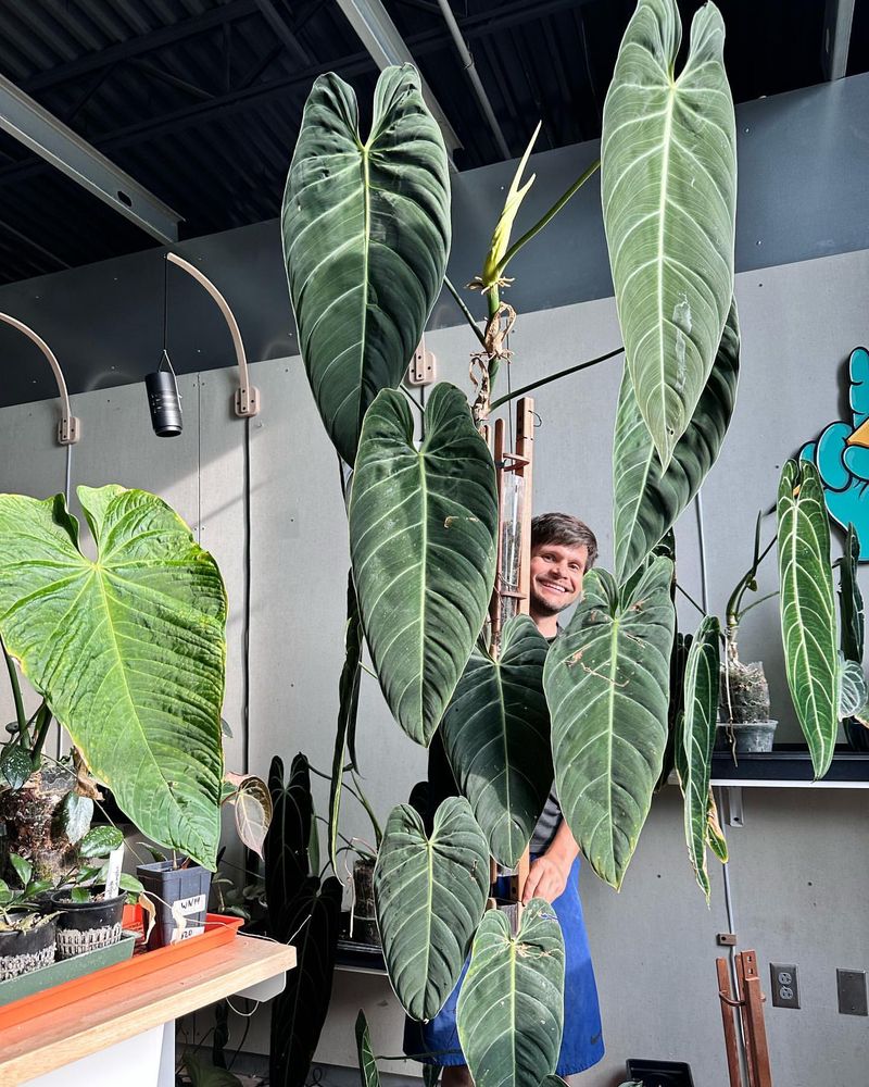 Philodendron