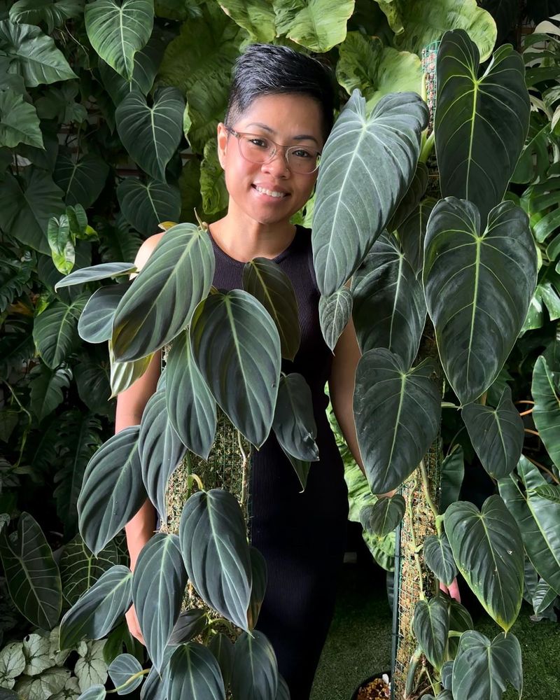Philodendron