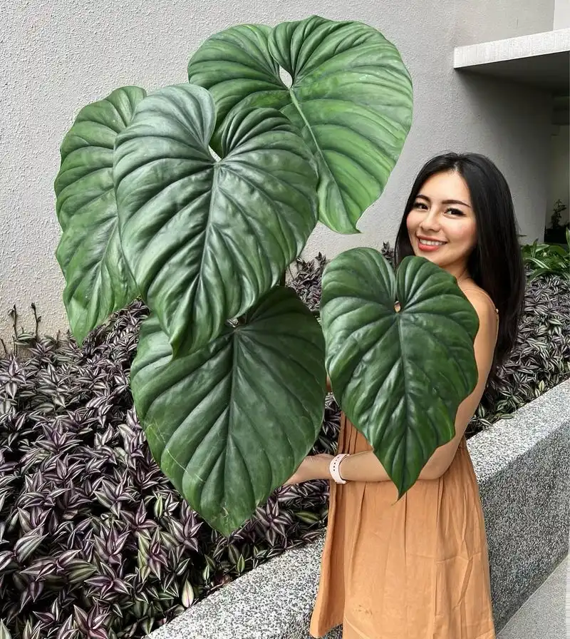 Philodendron (Philodendron spp.)