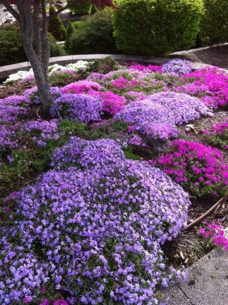 Phlox