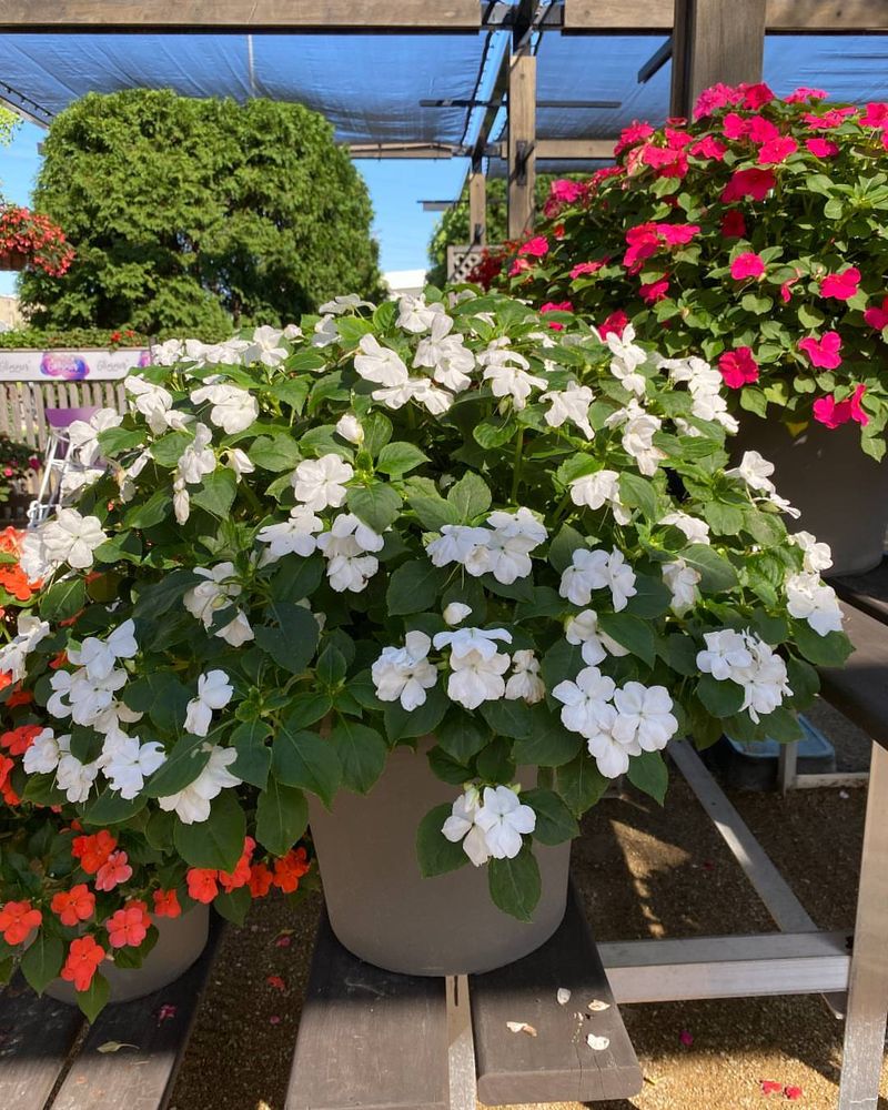 Impatiens (White Varieties)