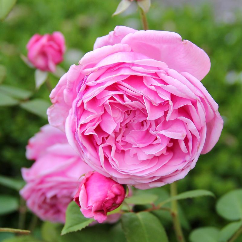 Pierre de Ronsard Rose