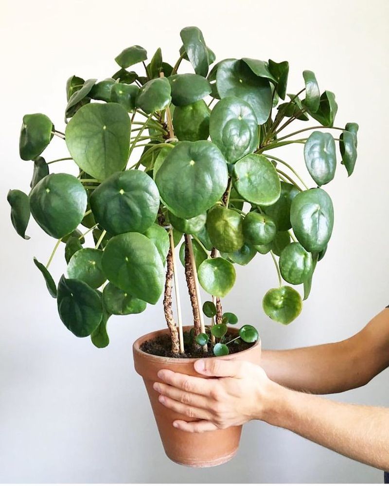 Pilea Peperomioides