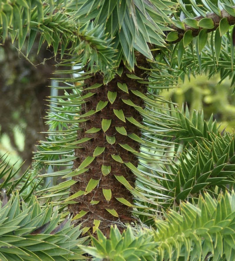Pine
