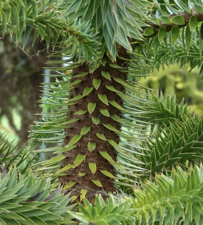 Pine