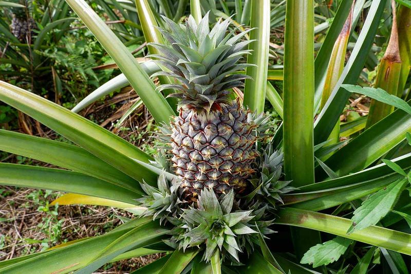 Pineapple Plant (Struggles)