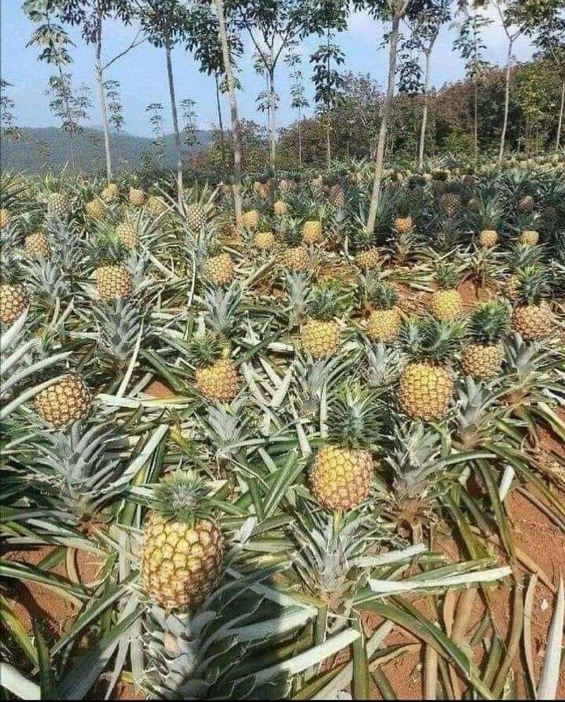 Pineapples