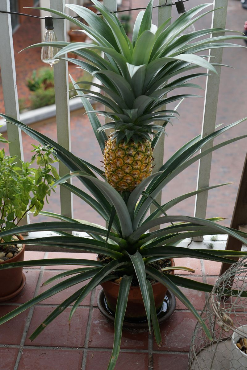 Pineapples