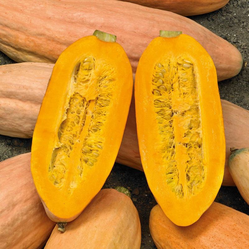Pink Banana Squash