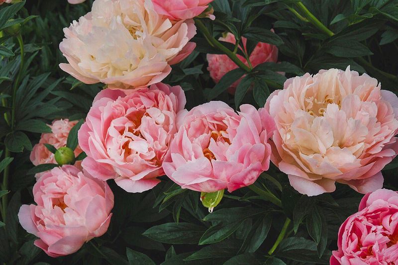 Pink Hawaiian Coral Peony