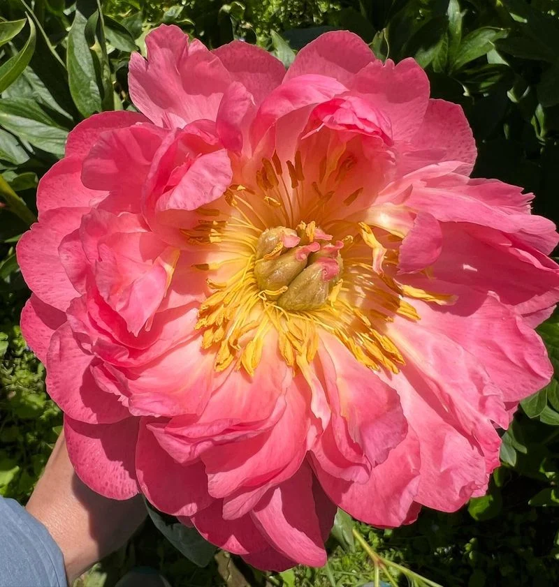 Pink Hawaiian Coral