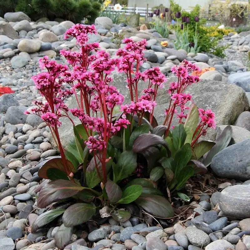 Bergenia