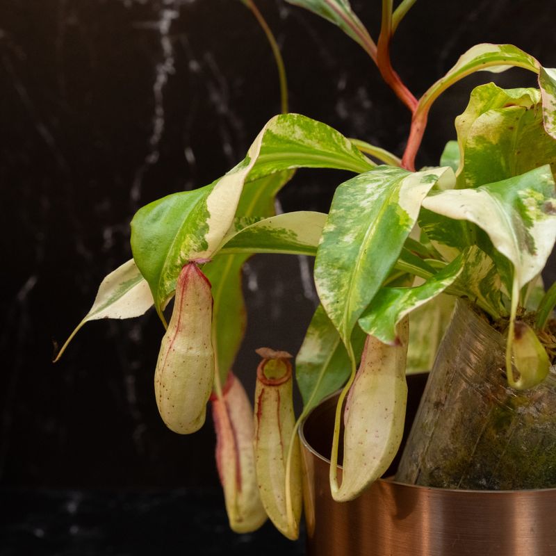 Pitcher Plant