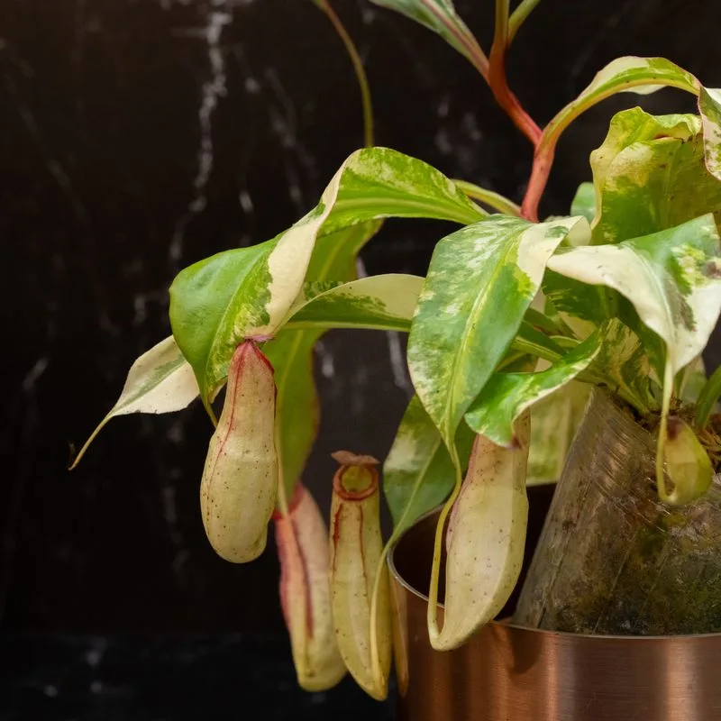 Pitcher Plant