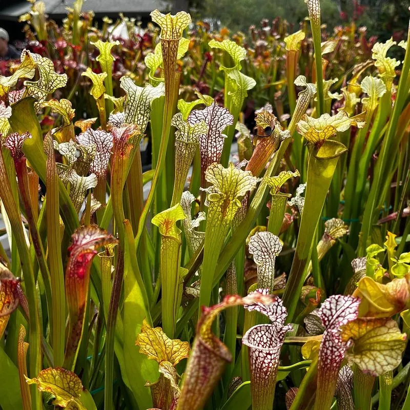 Pitcher Plant