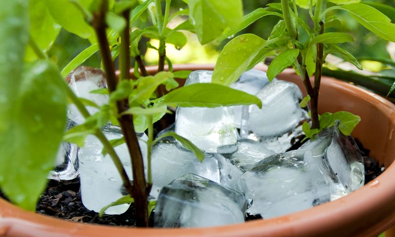 Placing Plants Near Heat Sources