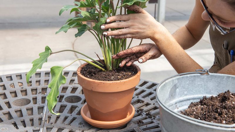 Placing Potted Plants on the Ground